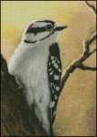 Downy Woodpecker (image for) Downy Woodpecker